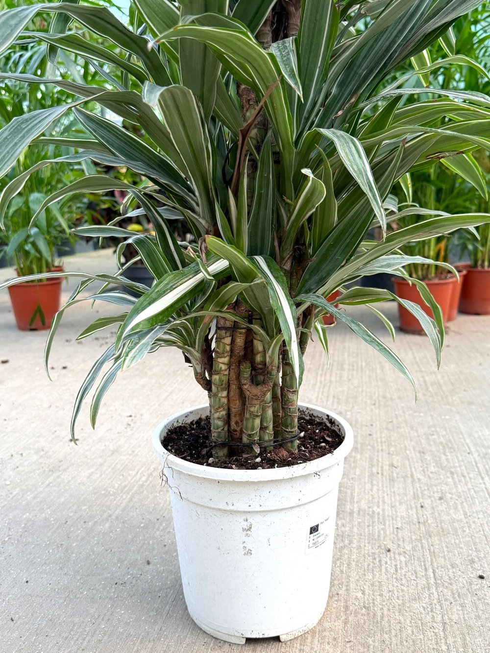 Dracaena Warneckii 14 Kök (100-120 cm) – Çizgili Yapraklarıyla Dolgun ve Havası Temiz 🌿
