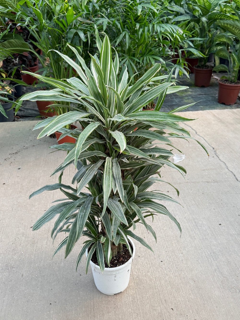 Dracaena Warneckii 14 Kök (100-120 cm) – Çizgili Yapraklarıyla Dolgun ve Havası Temiz 🌿