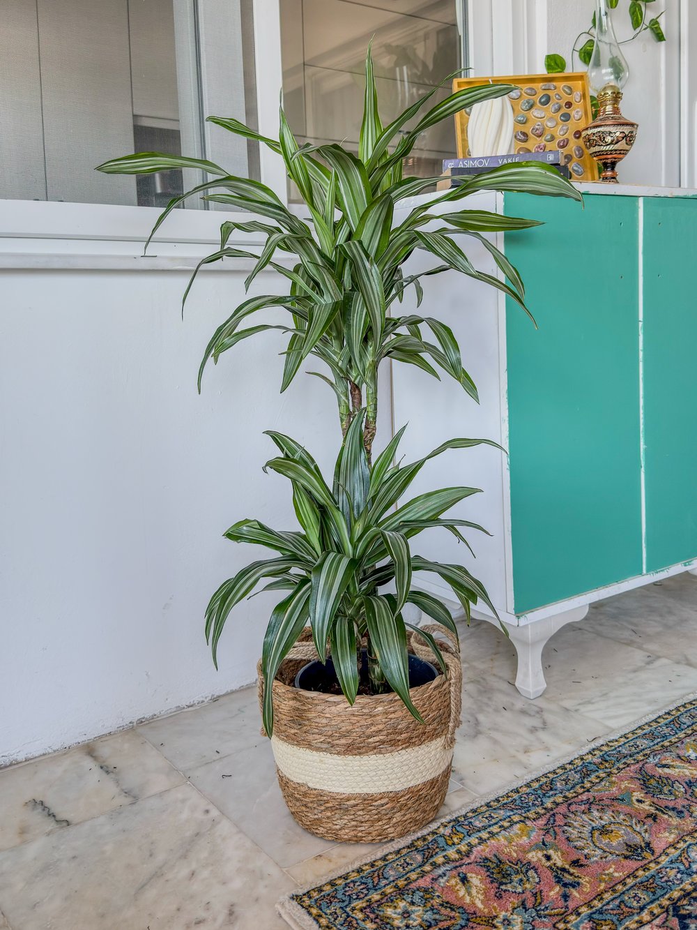 Dracaena Warneckii 2 Kök (80-100 cm) – Çizgili Yapraklarıyla Devasa Hacim 🌿