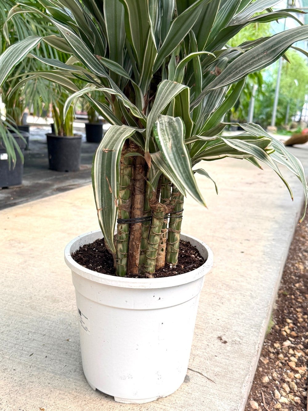 Dracaena Warneckii 8 Kök (120-130 cm) – Çizgili Yapraklarıyla Devasa Hacim 🌿