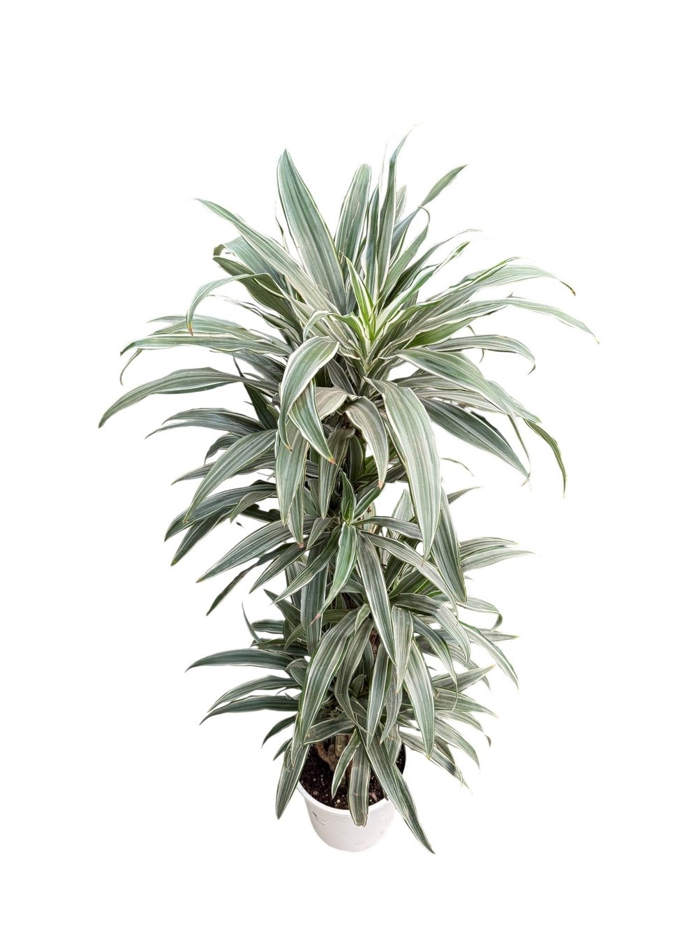 Dracaena Warneckii 8 Kök (120-130 cm) – Çizgili Yapraklarıyla Devasa Hacim 🌿