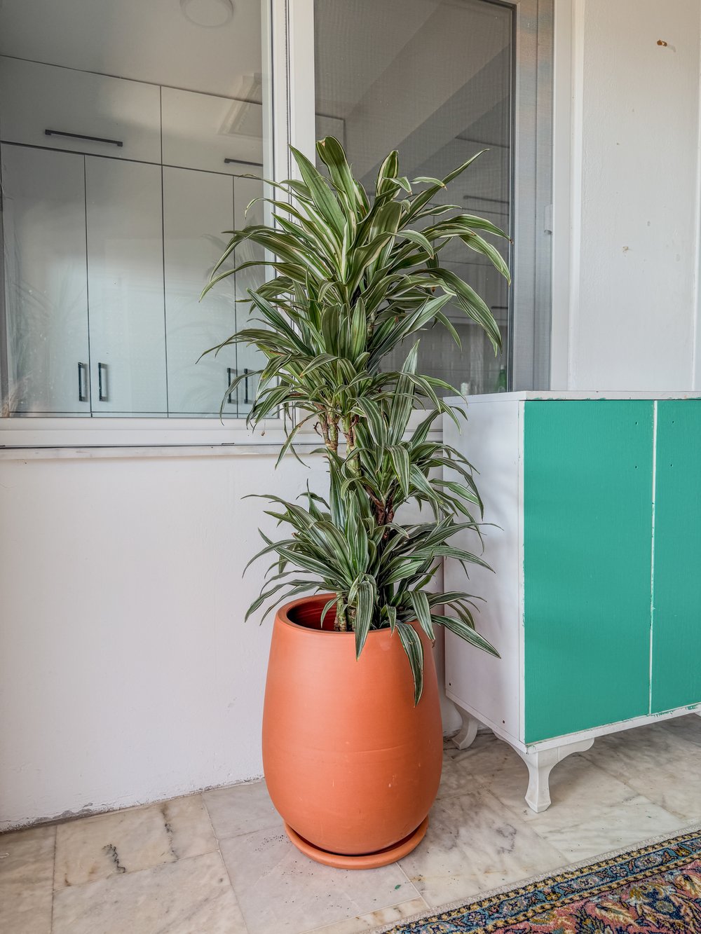 Dracaena Warneckii 8 Kök (120-130 cm) – Çizgili Yapraklarıyla Devasa Hacim 🌿