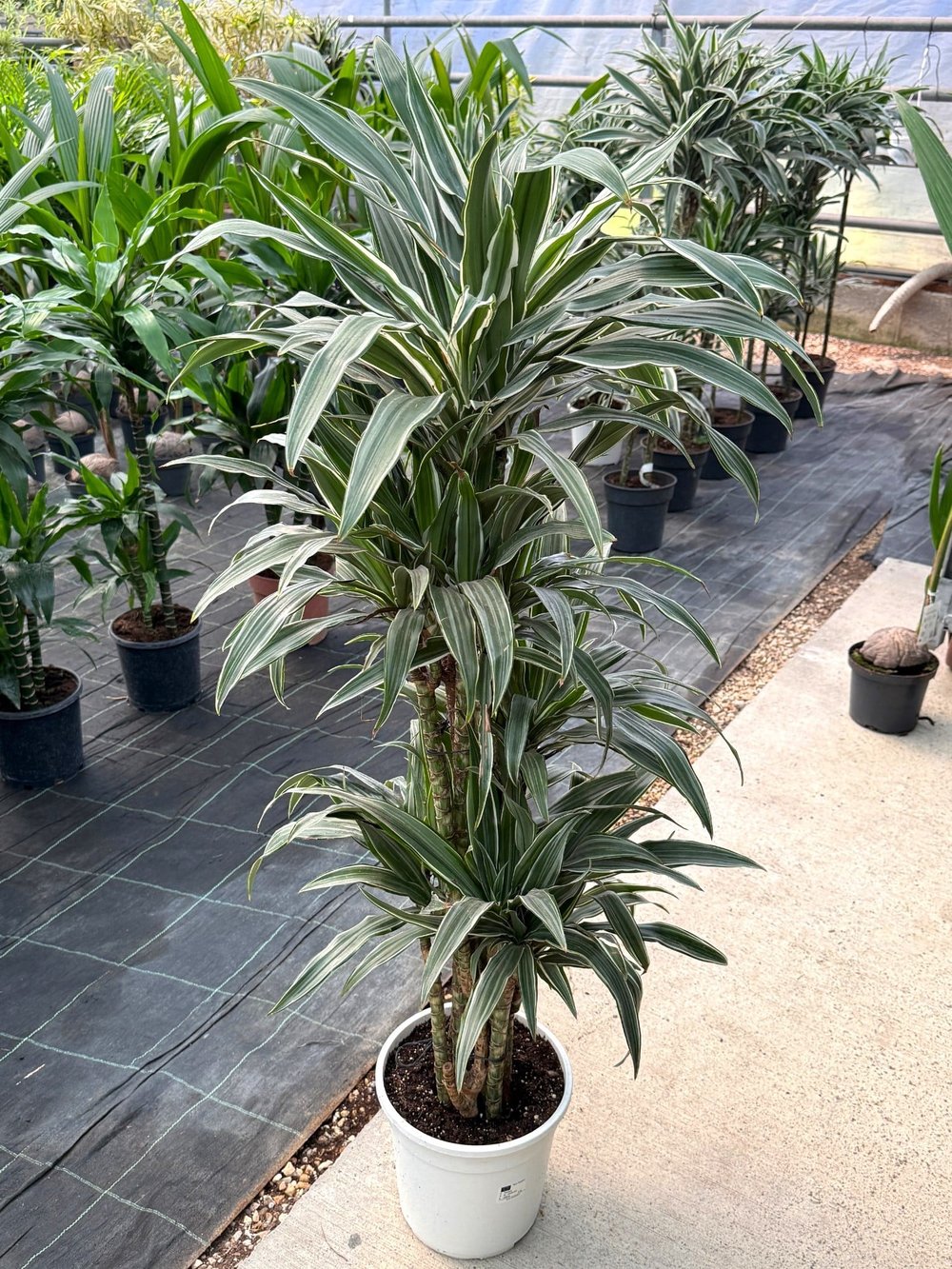 Dracaena Warneckii 8 Kök (120-130 cm) – Çizgili Yapraklarıyla Devasa Hacim 🌿