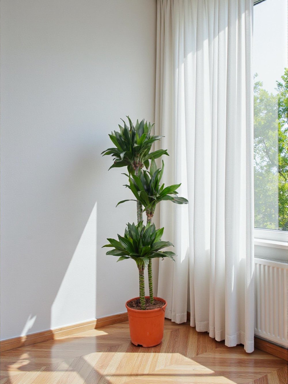 Draceana Compacta 3 Gövdeli XL 120-130 Cm 