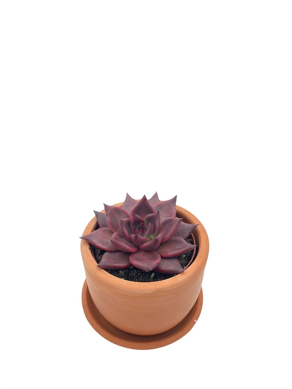 Echeveria Agavoides Romeo Çap 8.5