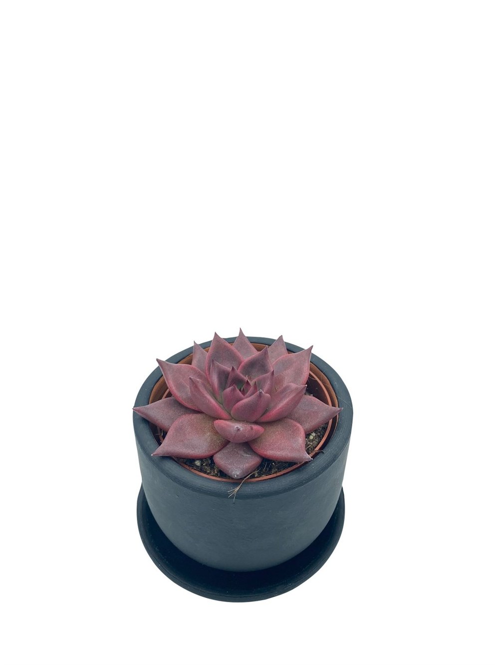 Echeveria Agavoides Romeo Çap 8.5