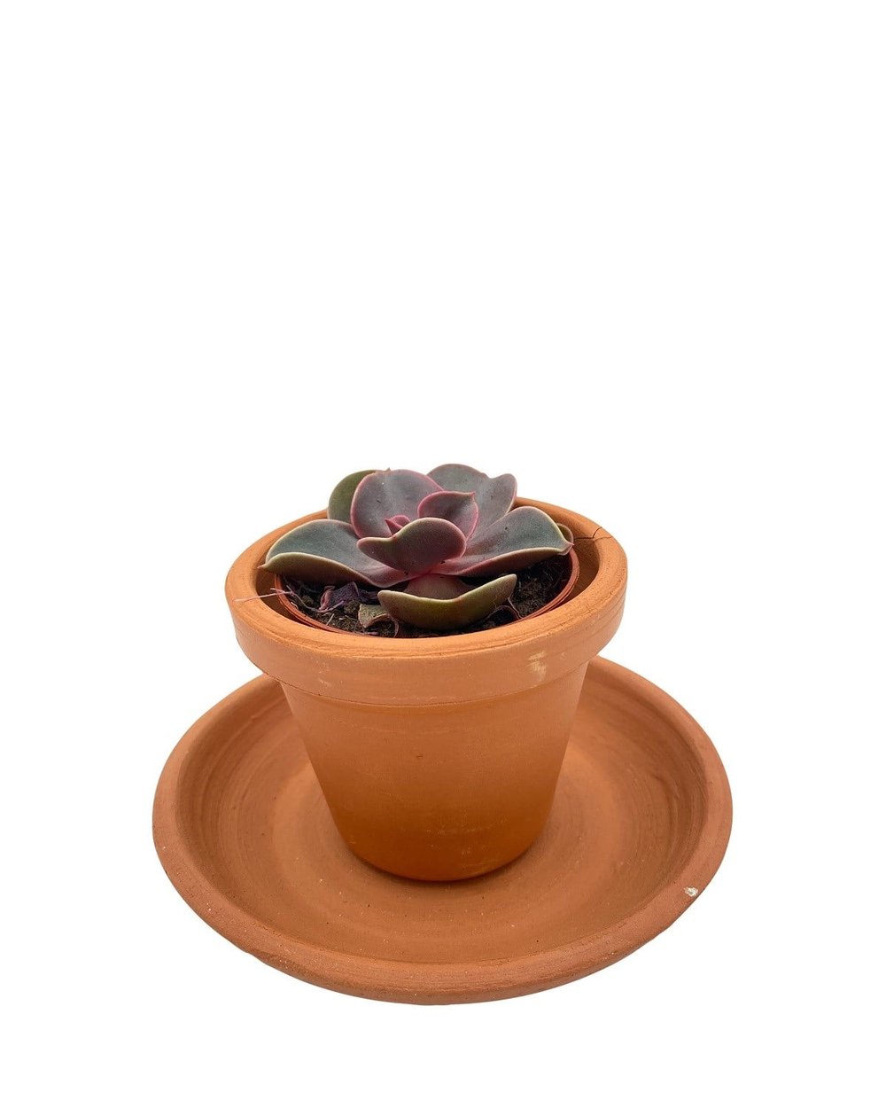Echeveria Magic Red