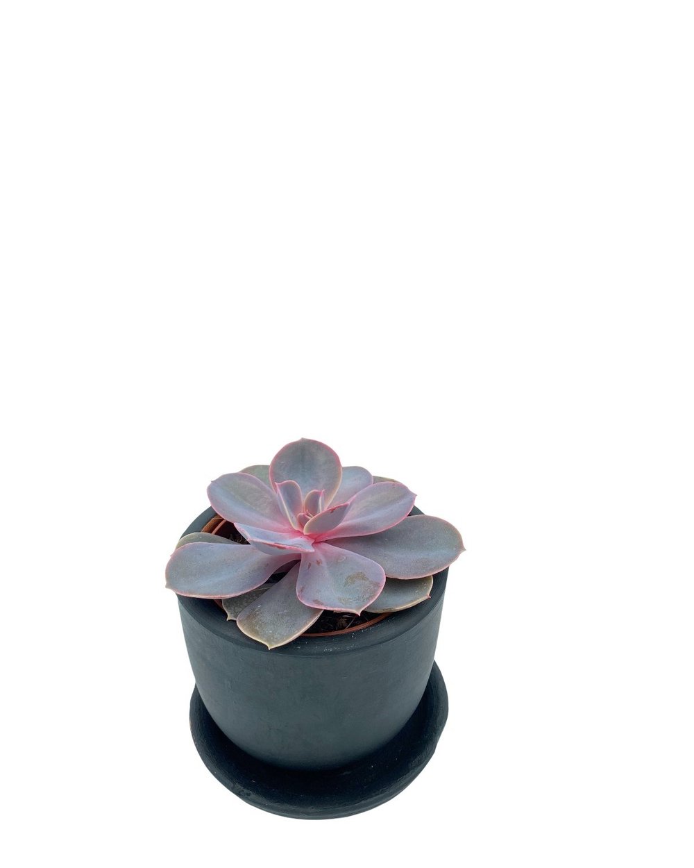Echeveria Purple Pearl