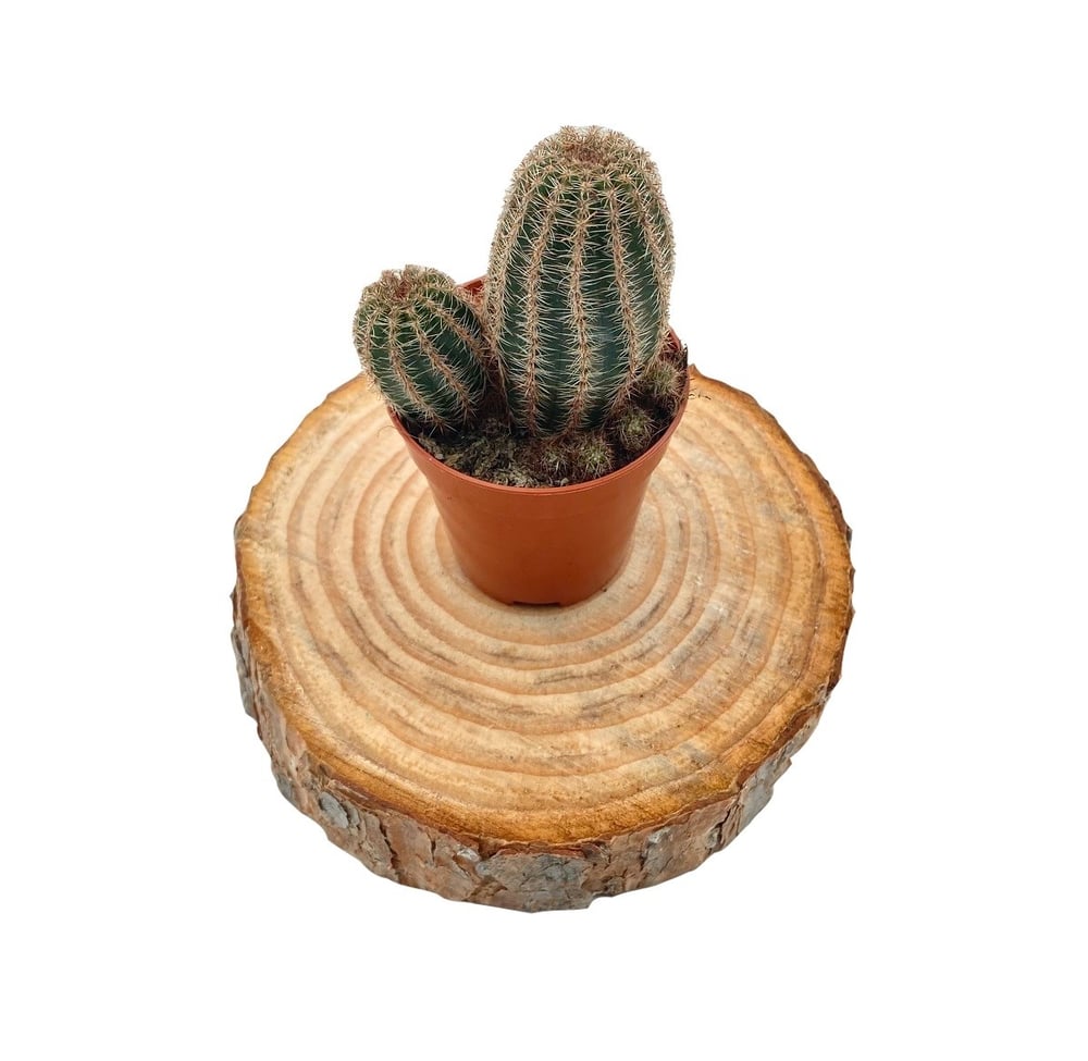 Echinocereus Pectinatus Kaktüs