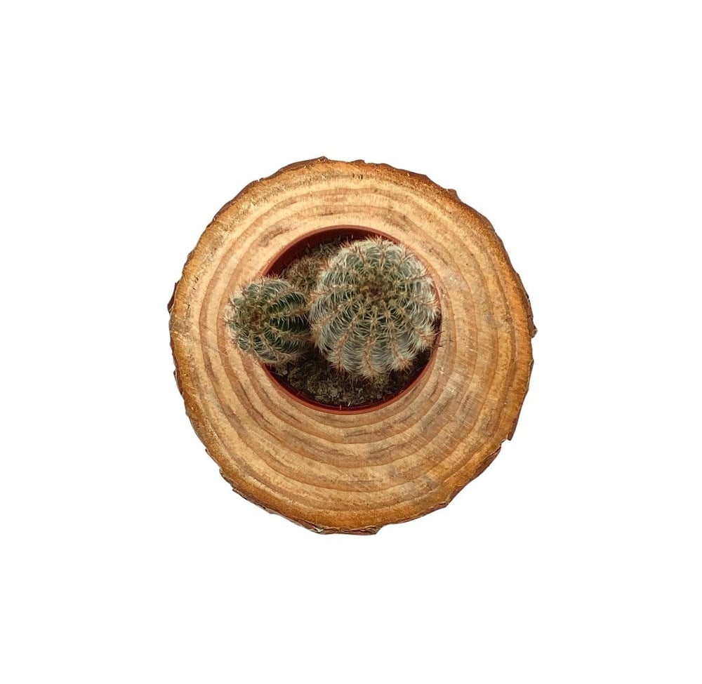 Echinocereus Pectinatus Kaktüs