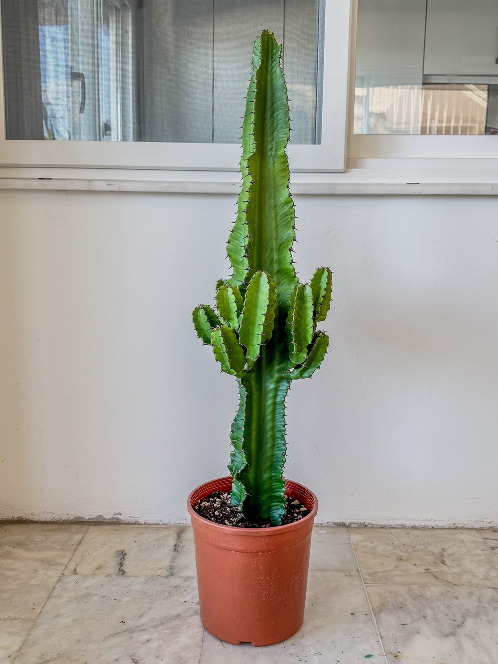 Euphorbia Eritrea Candelabrum Dev Kaktüs 