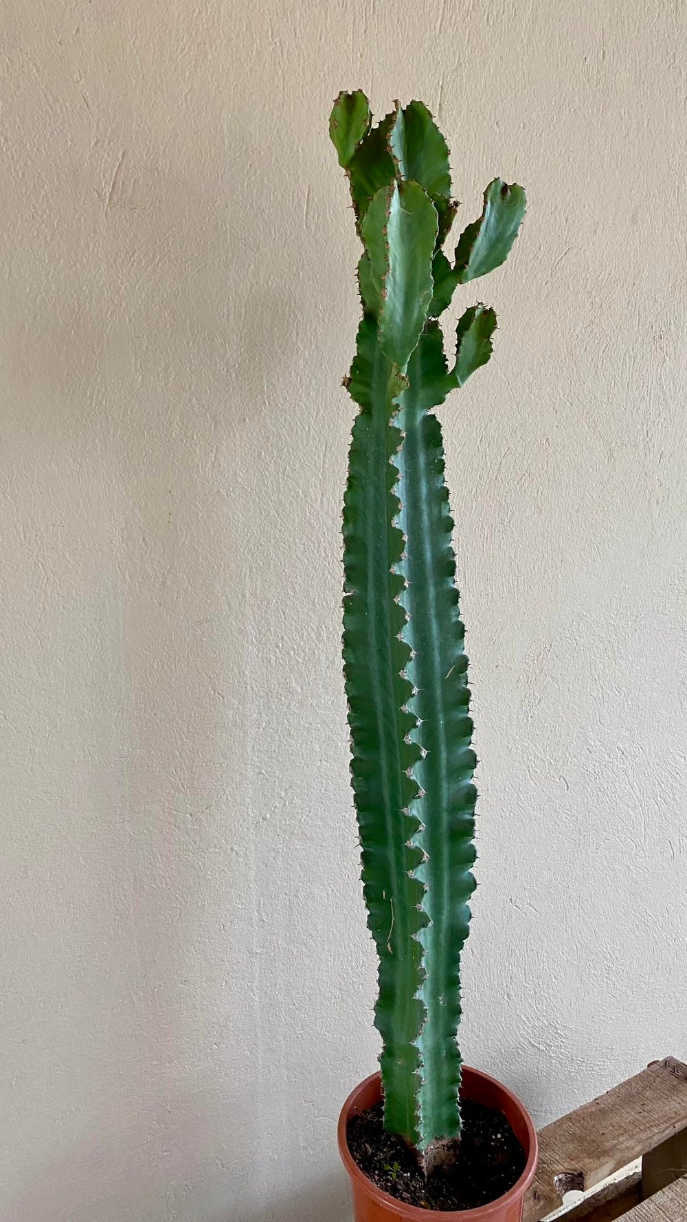 Euphorbia Eritrea Dev Kaktüs 