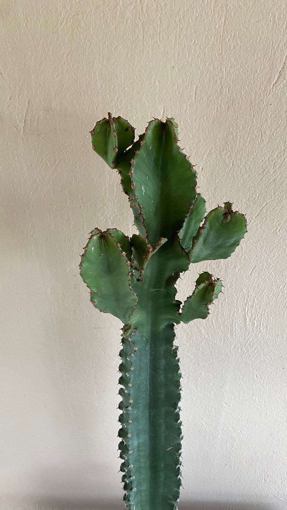 Euphorbia Eritrea Dev Kaktüs 