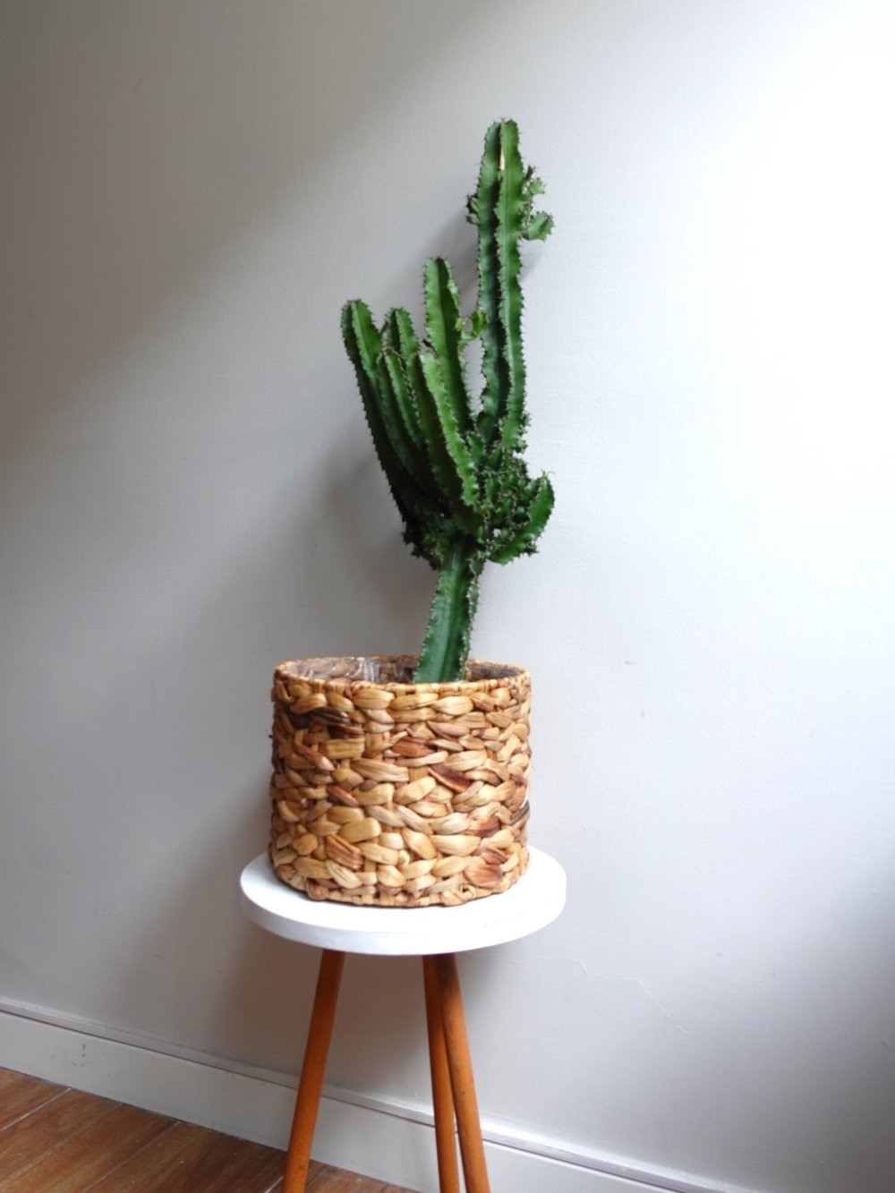 Euphorbia İngens Eritrea Kaktüs Bol Yavrulu 1 Metre