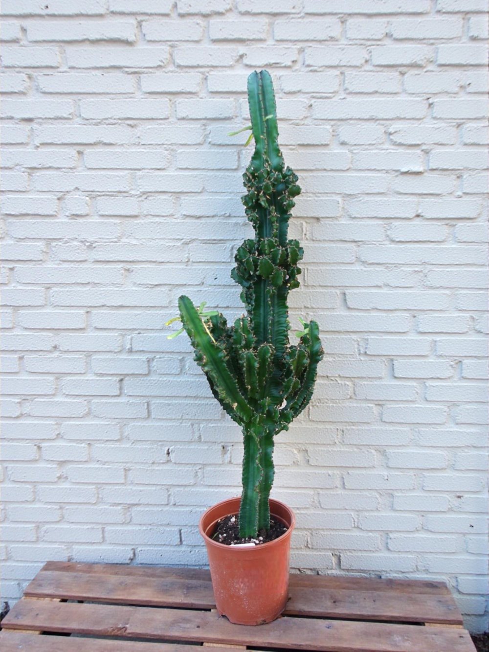 Euphorbia İngens Eritrea Kaktüs Bol Yavrulu 