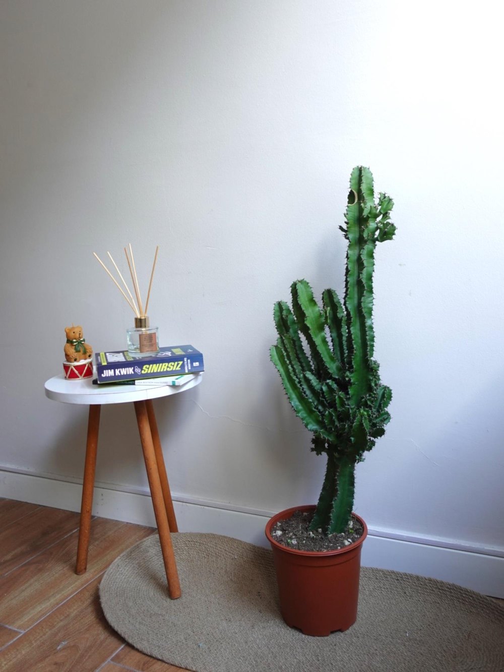 Euphorbia İngens Eritrea Kaktüs Bol Yavrulu 1 Metre