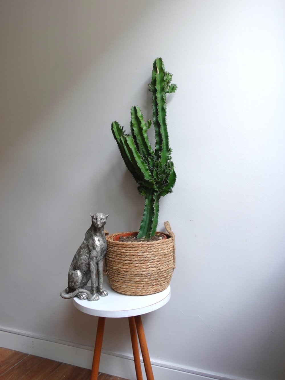 Euphorbia İngens Eritrea Kaktüs Bol Yavrulu 1 Metre