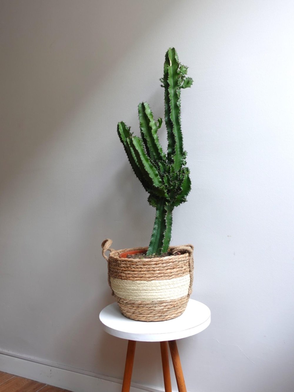 Euphorbia İngens Eritrea Kaktüs Bol Yavrulu 1 Metre