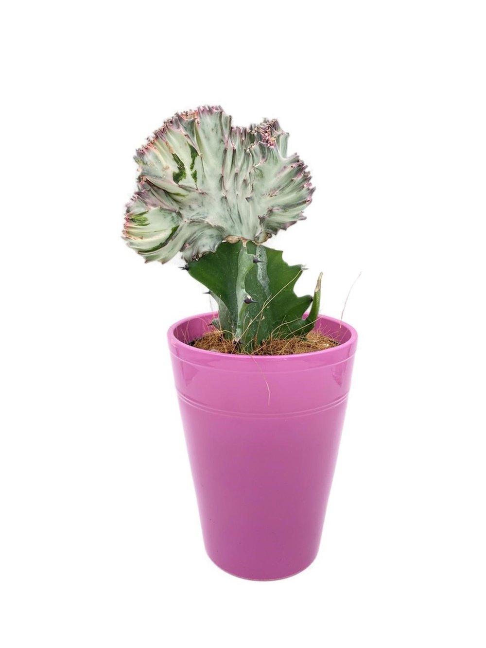 Euphorbia Lactea Cristata Aşılı Kaktüs