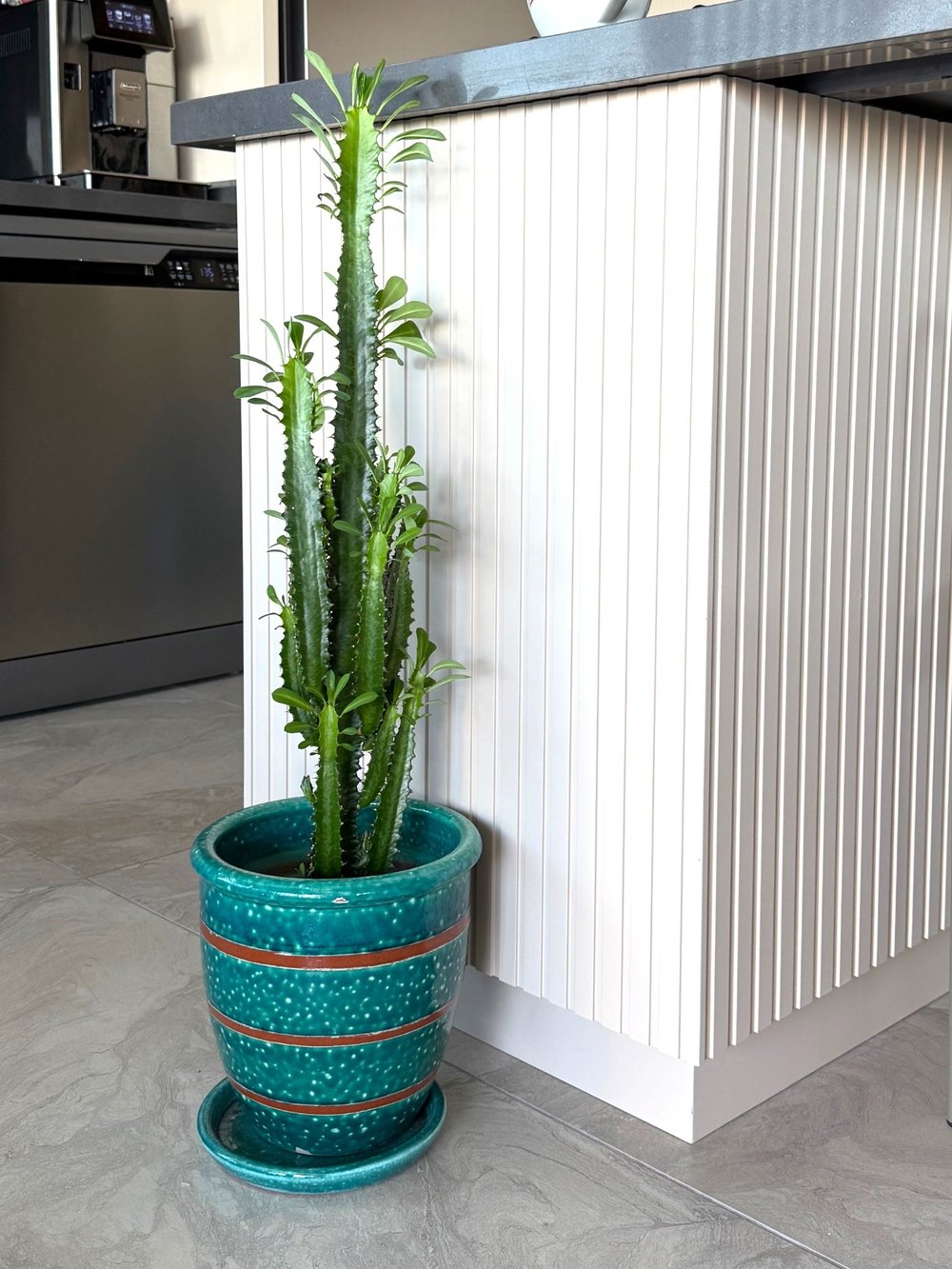 Euphorbia Trigona Yeşil XL Süt Ağacı