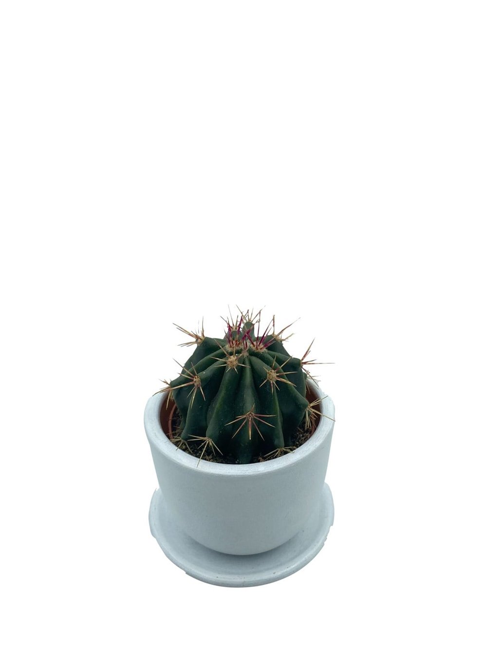 Ferocactus Latispinus Kaktüs Çap 8.5