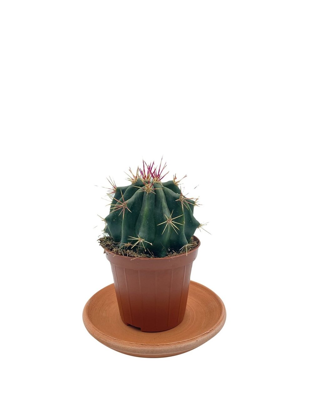 Ferocactus Latispinus Kaktüs Çap 8.5