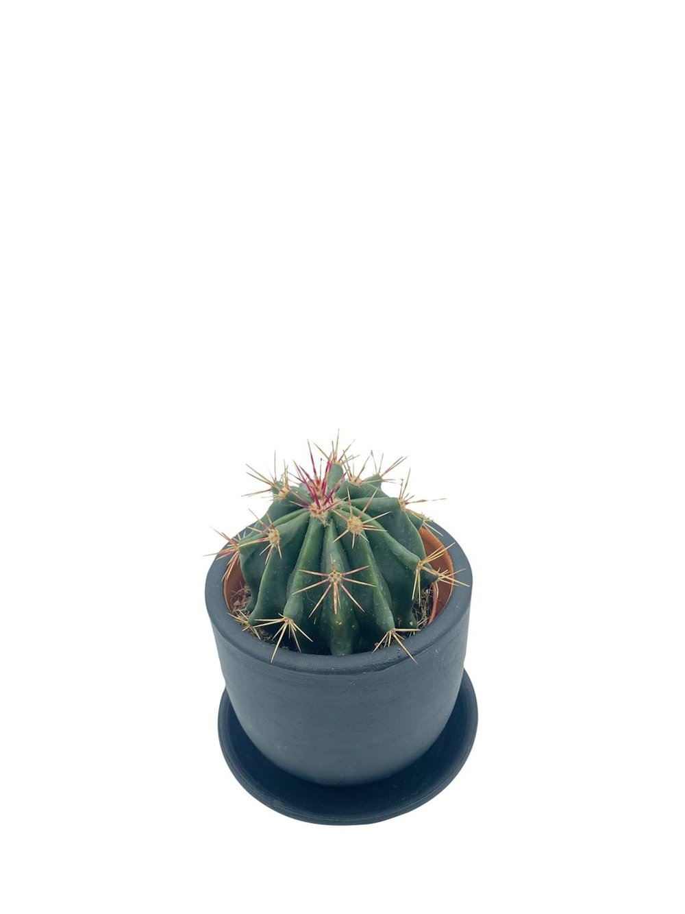 Ferocactus Latispinus Kaktüs Çap 8.5