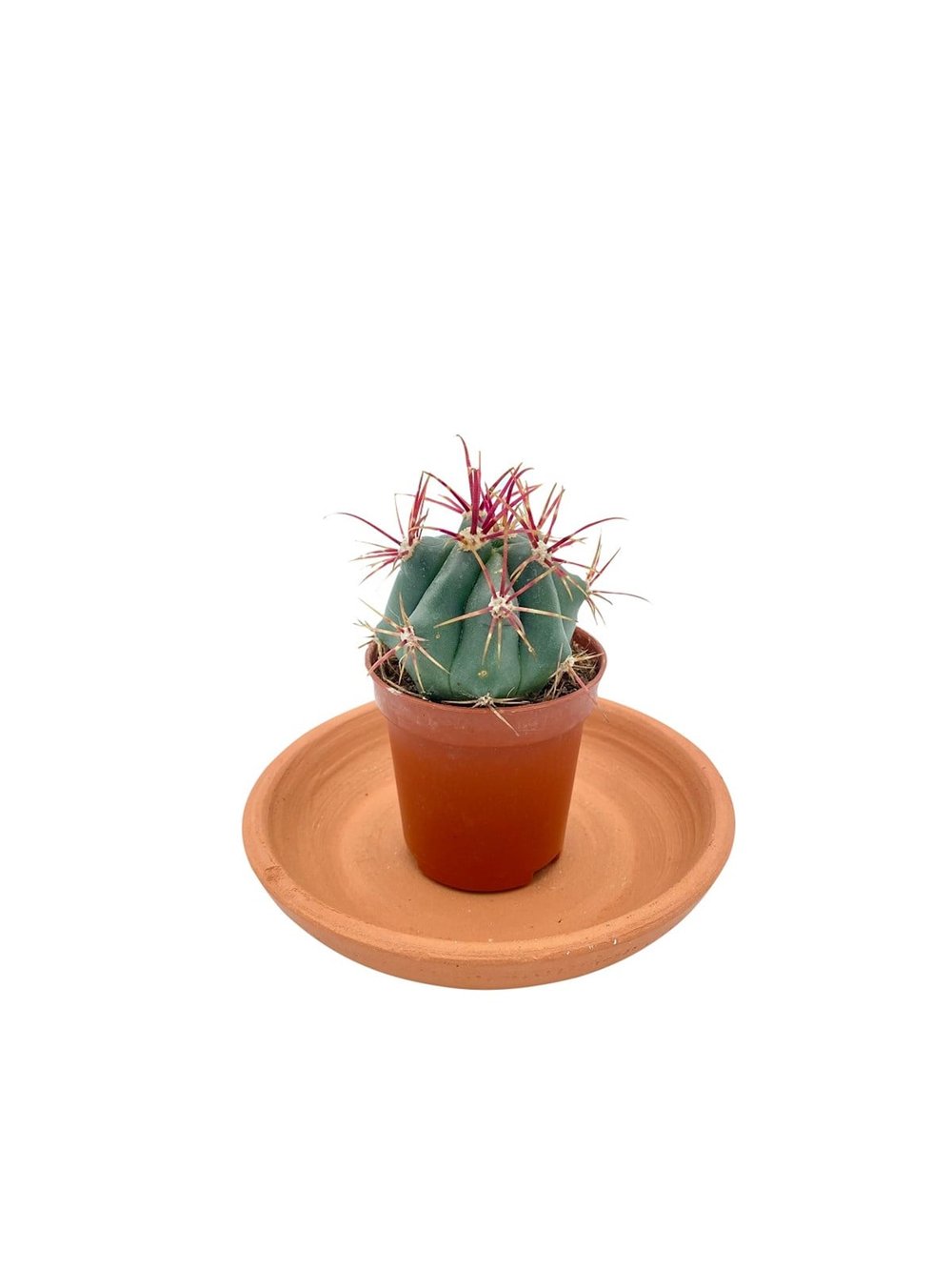 Ferocactus Latispinus Kaktüs