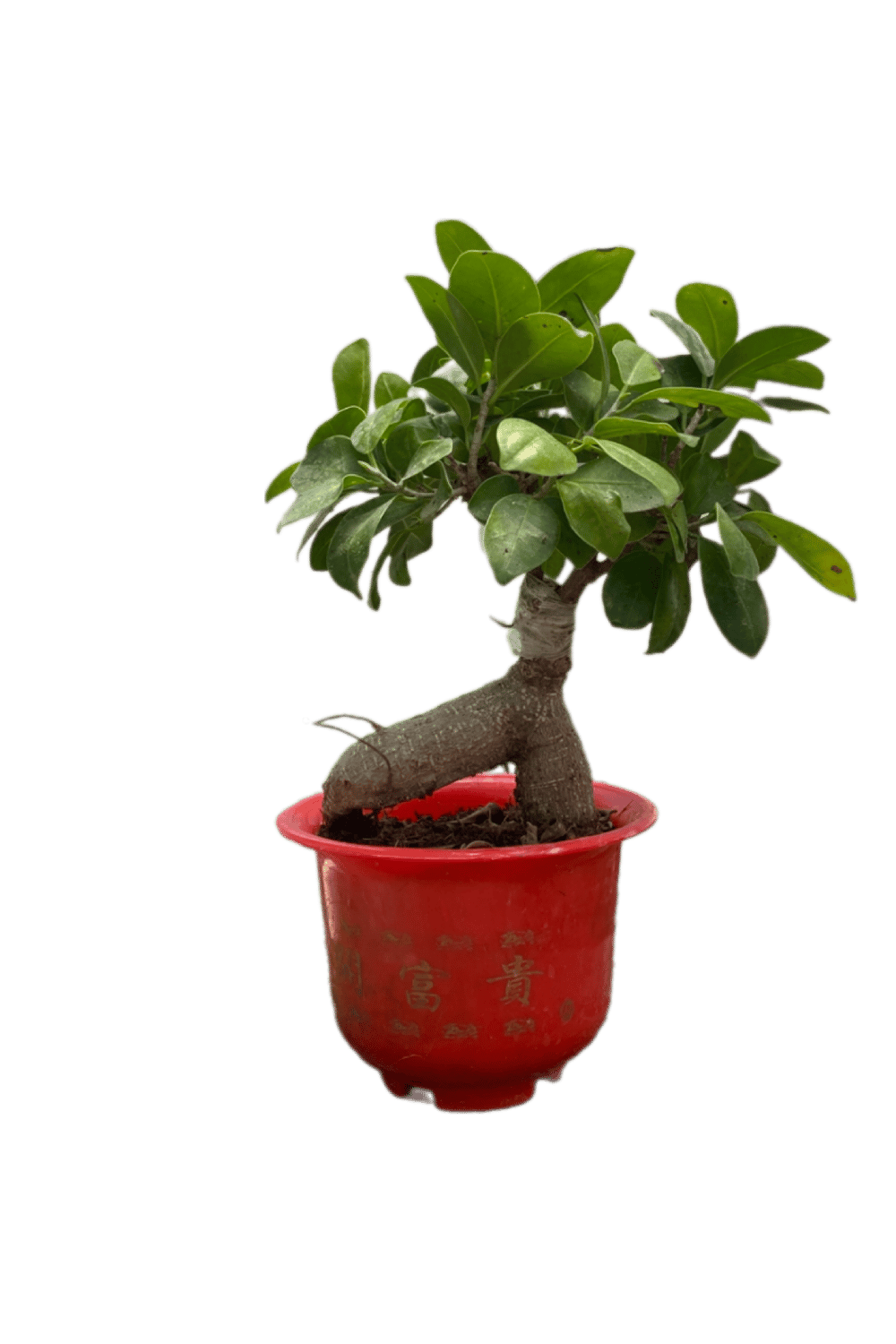 Ficus Ginseng Bonsai Kırmızı Saksılı