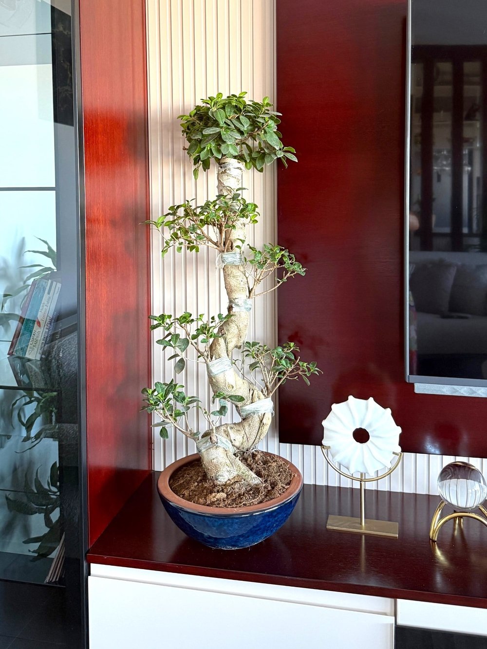 Ficus Ginseng S Gövde Bonsai 80-100 cm