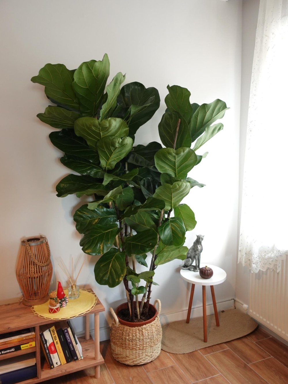 Ficus Lyrata 3 Gövdeli 180-200 Cm Keman Yapraklı Kauçuk 