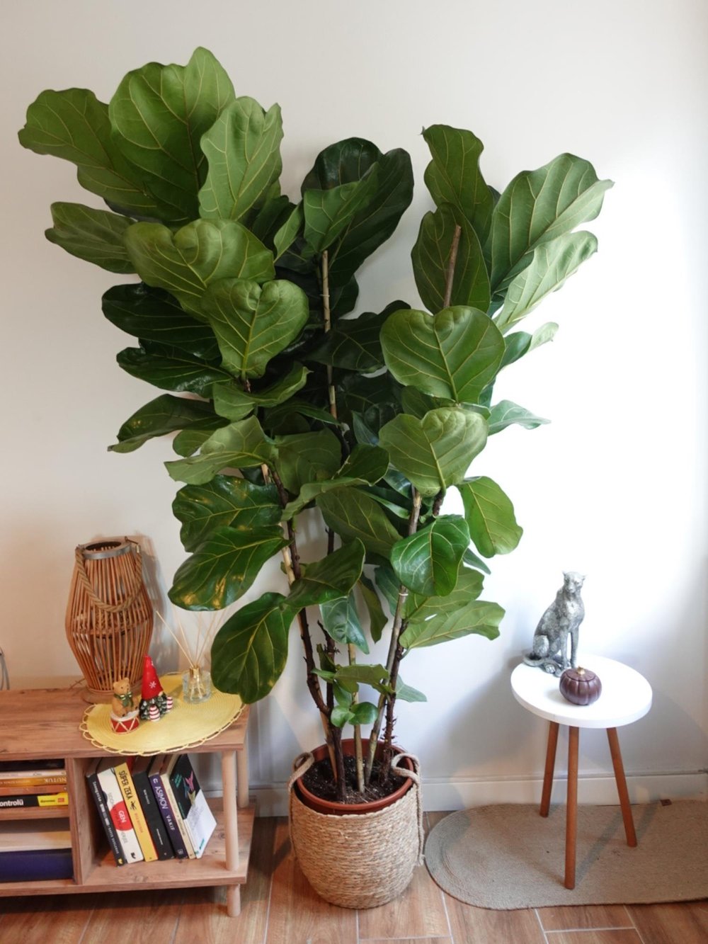 Ficus Lyrata 3 Gövdeli 180-200 Cm Keman Yapraklı Kauçuk 