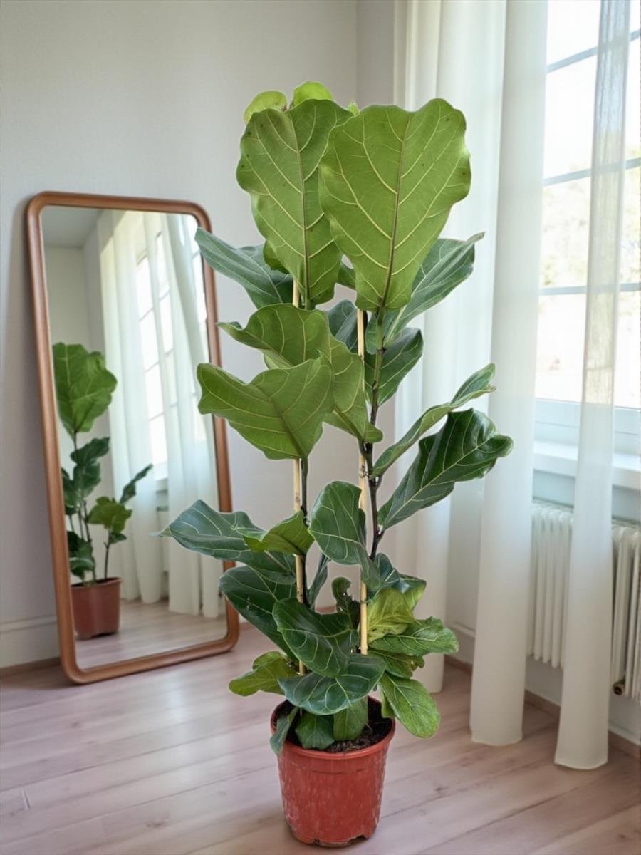 Ficus Lyrata 2 Gövdeli 180-200 Cm Keman Yapraklı Kauçuk