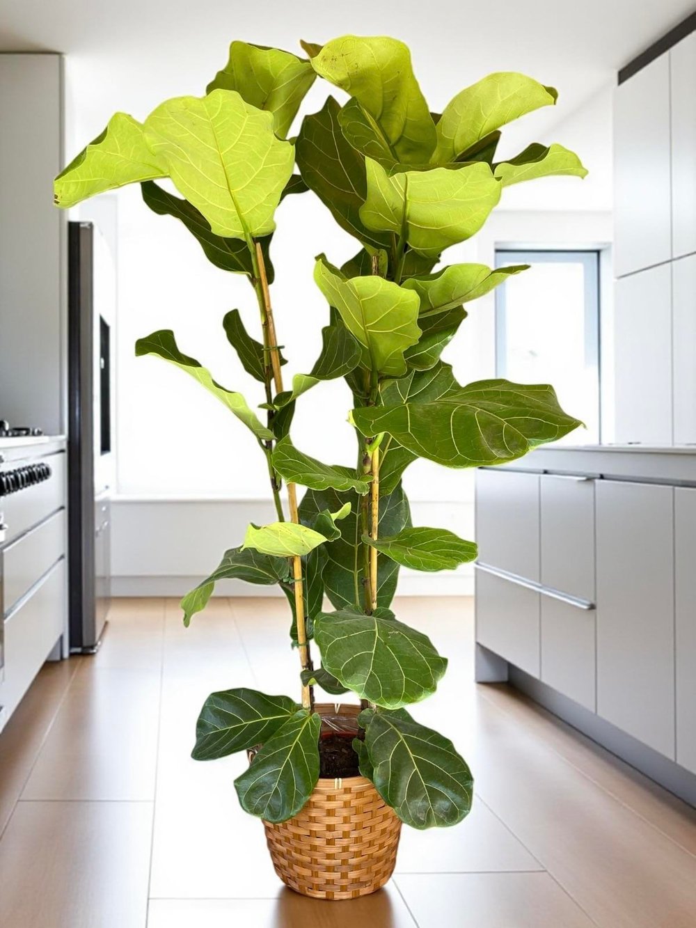 Ficus Lyrata 2 Gövdeli 180-200 Cm Keman Yapraklı Kauçuk