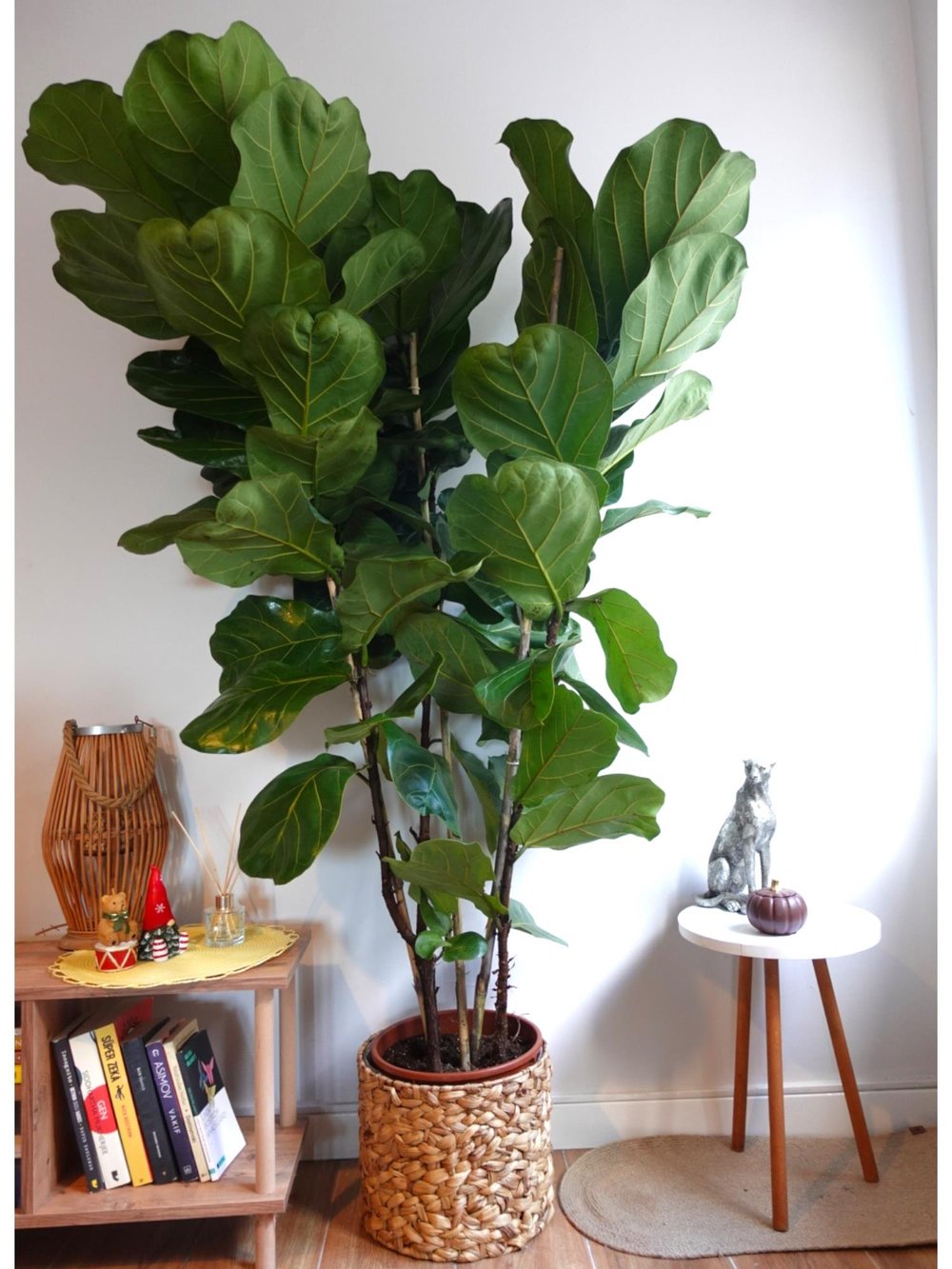 Ficus Lyrata 3 Gövdeli 180-200 Cm Keman Yapraklı Kauçuk 