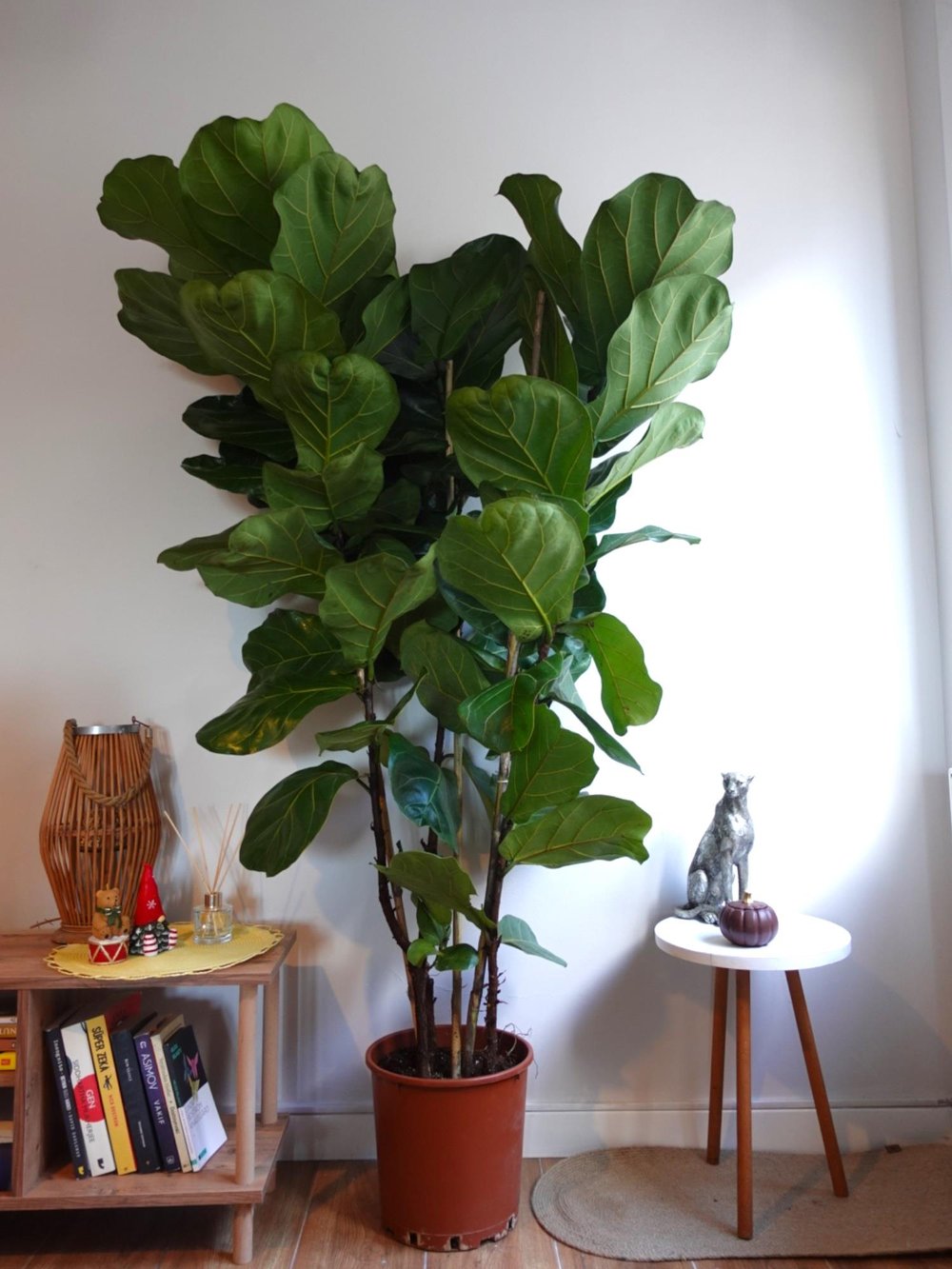 Ficus Lyrata 3 Gövdeli 180-200 Cm Keman Yapraklı Kauçuk 