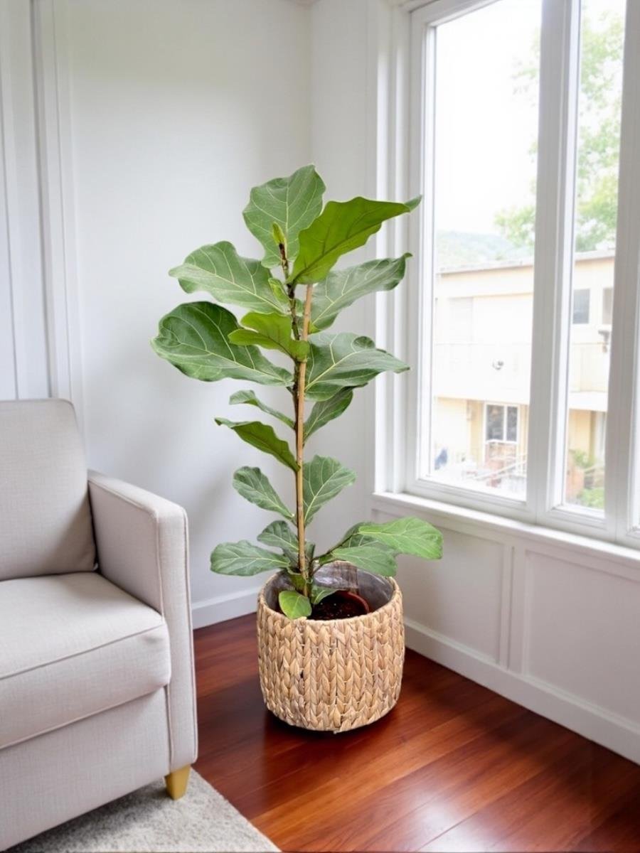 Ficus Lyrata - Keman Yapraklı Kauçuk Tek Gövdeli