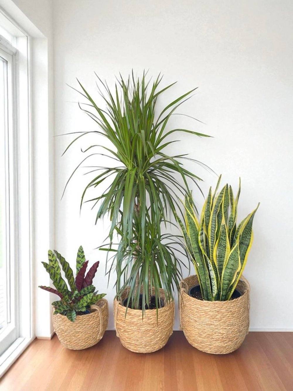 Hasır Kulplu Dekoratif Saksı