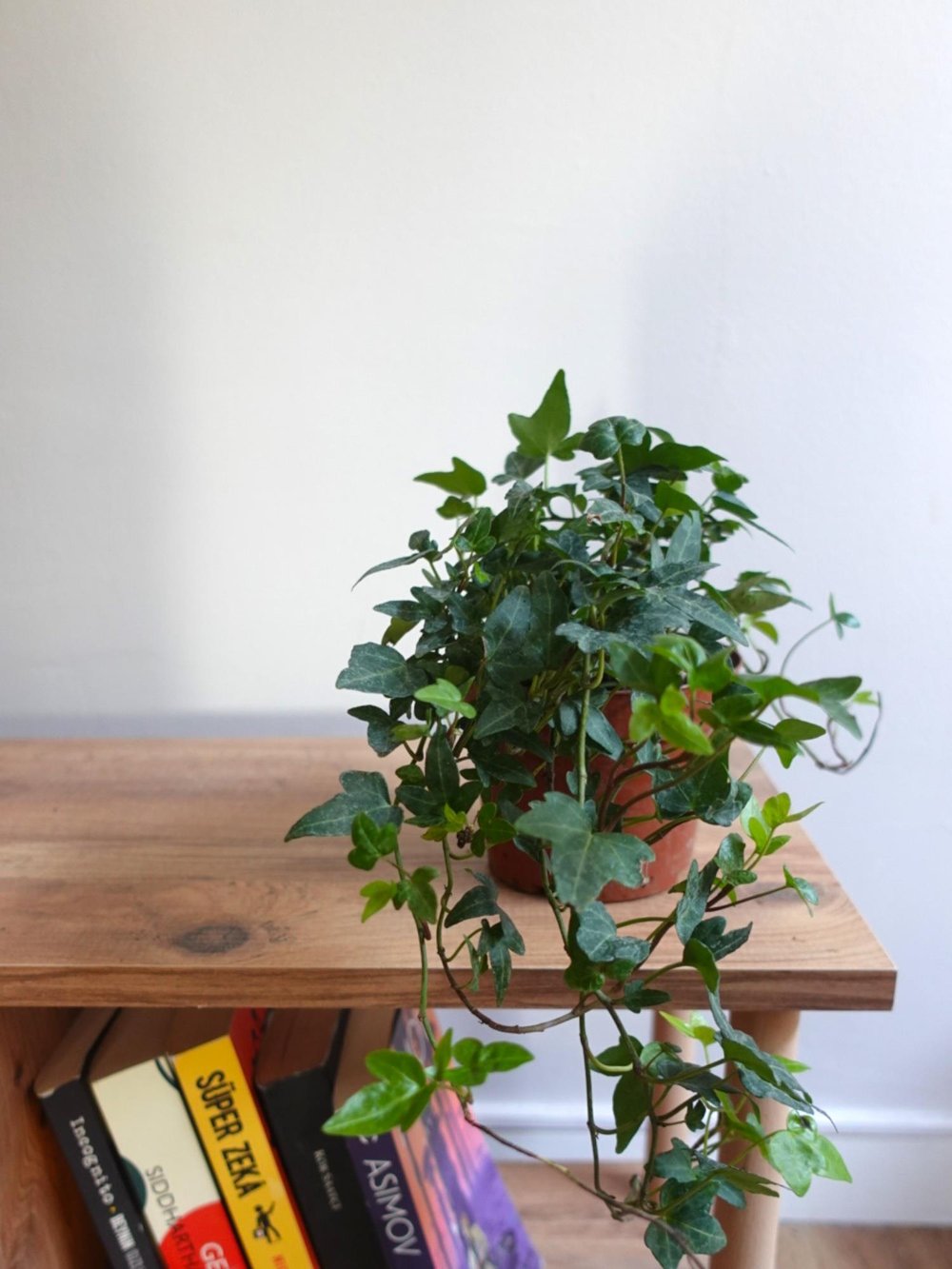 Hedera İngiliz Duvar Sarmaşığı-Kolay Bakımlı Tırmanıcı Bitki