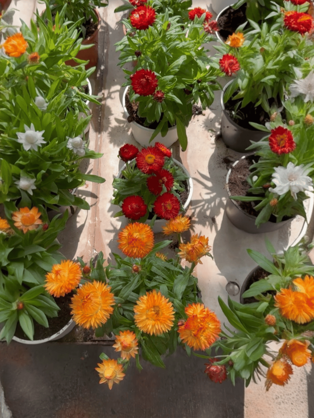 Helichrysum Kağıt Çiçeği : Canlı Renkleriyle Solmayan Güzellik (2li Avantaj Seti) 🌼