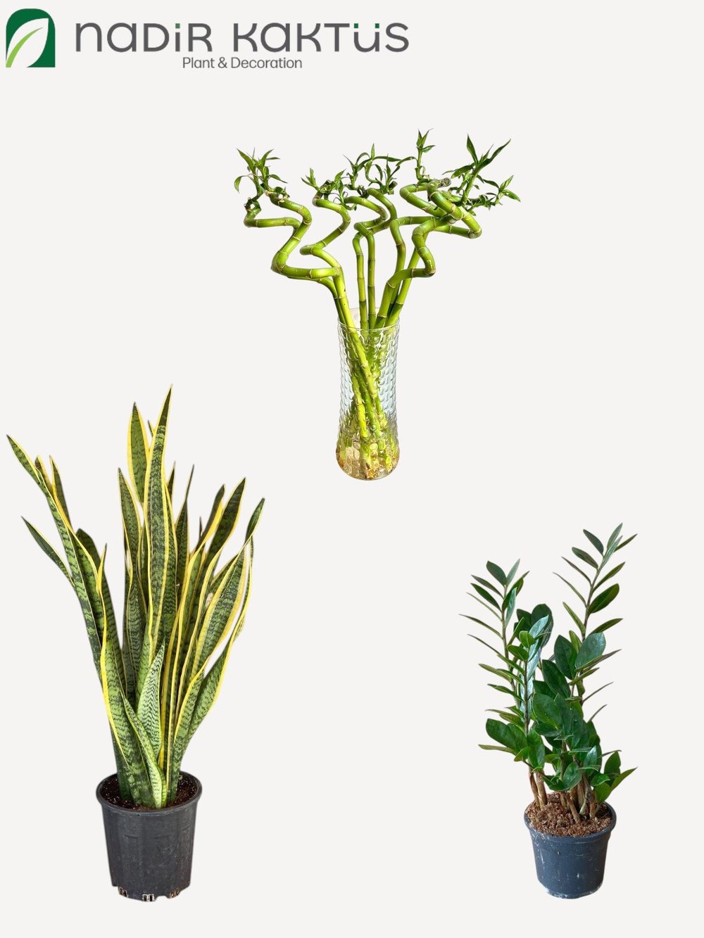 Işık İstemeyen Dayanıklı Bitkiler Seti – Kılıç Çiçeği 80Cm - Zamia 60 Cm ve 3Lü Şans Bambusu 50-60 Cm