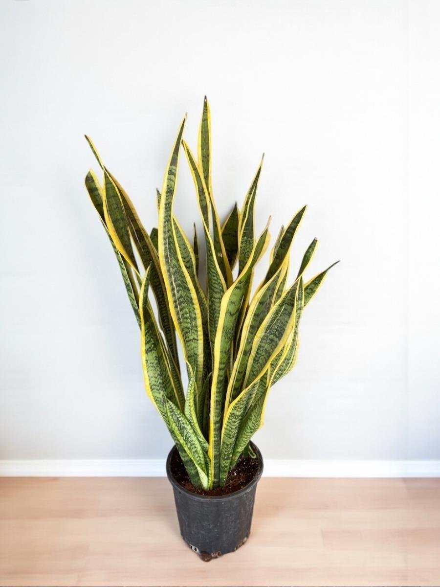 Işık İstemeyen Dayanıklı Bitkiler Seti – Kılıç Çiçeği 80Cm - Zamia 60 Cm ve 3Lü Şans Bambusu 50-60 Cm