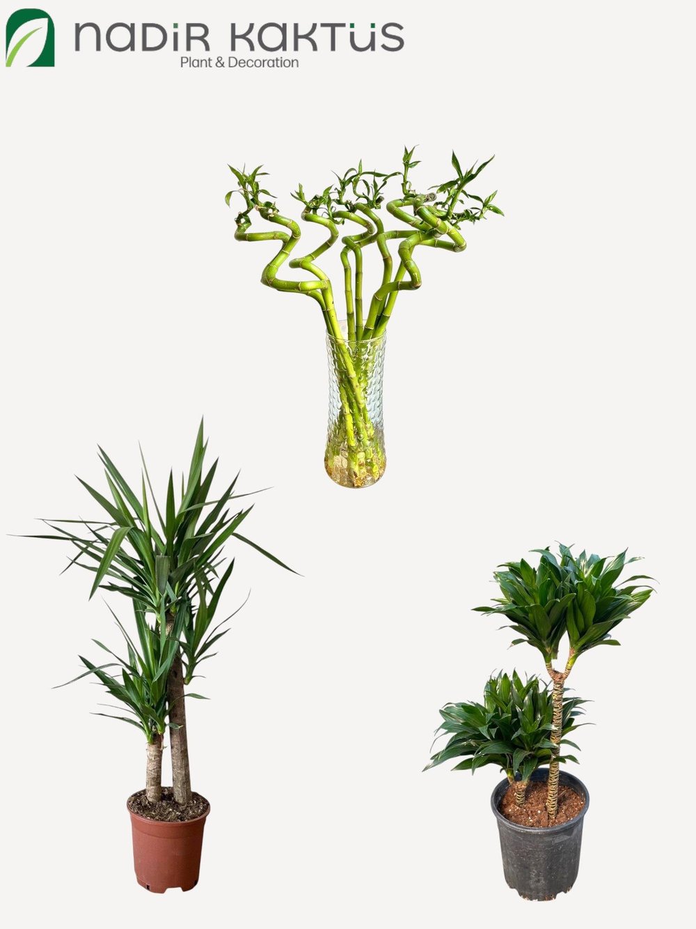 Işık İstemeyen ( Loş Ortam ) Kampanyalı Bitki Seti - 2li Compacta - 2 Gövdeli Yuka - 3 Adet Şans Bambusu