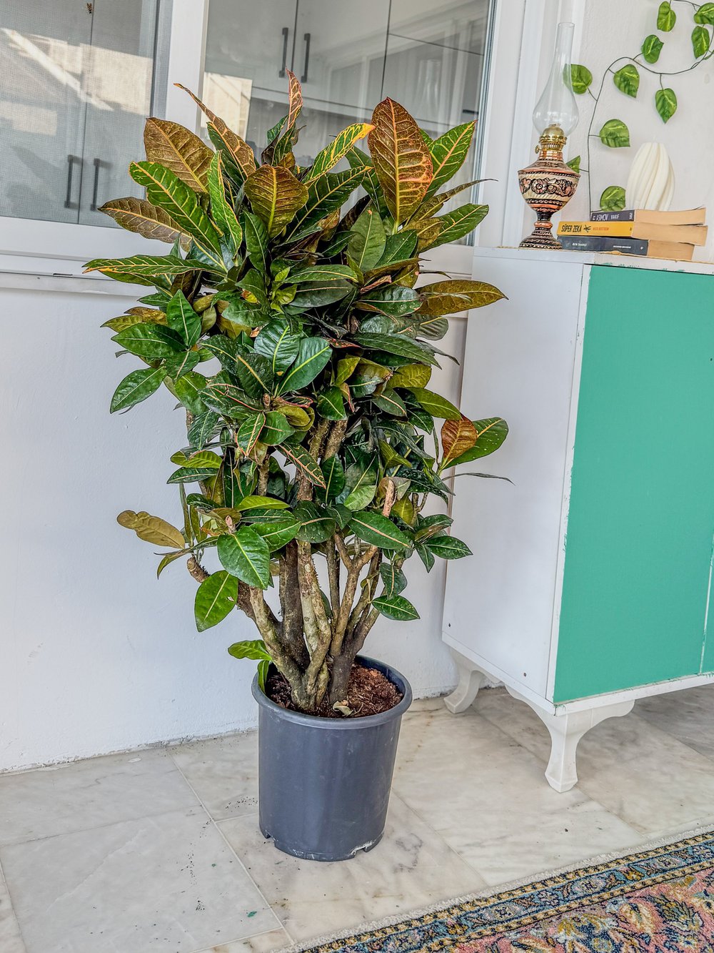 İthal Kraton (Croton Petra) Bitkisi XL 150 Cm 