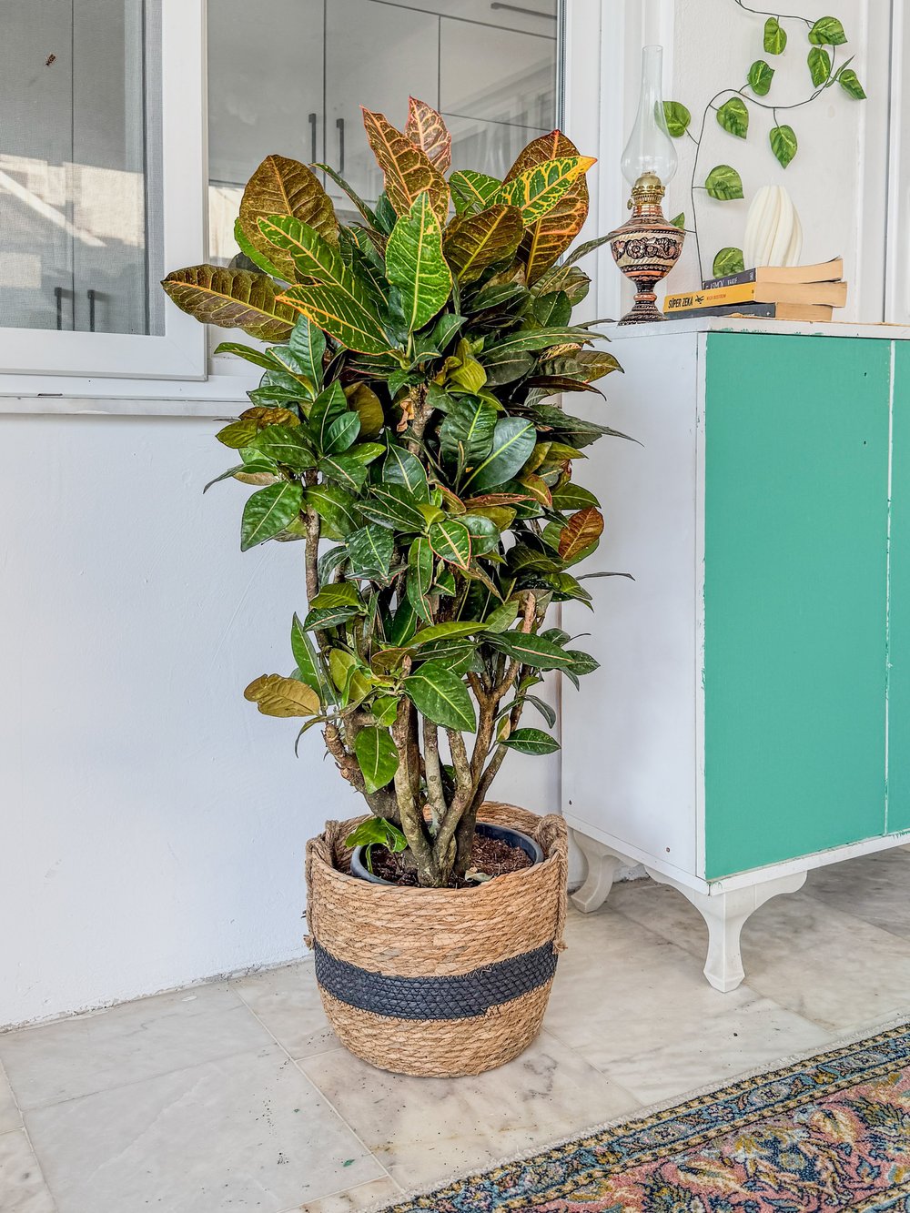 İthal Kraton (Croton Petra) Bitkisi XL 150 Cm 
