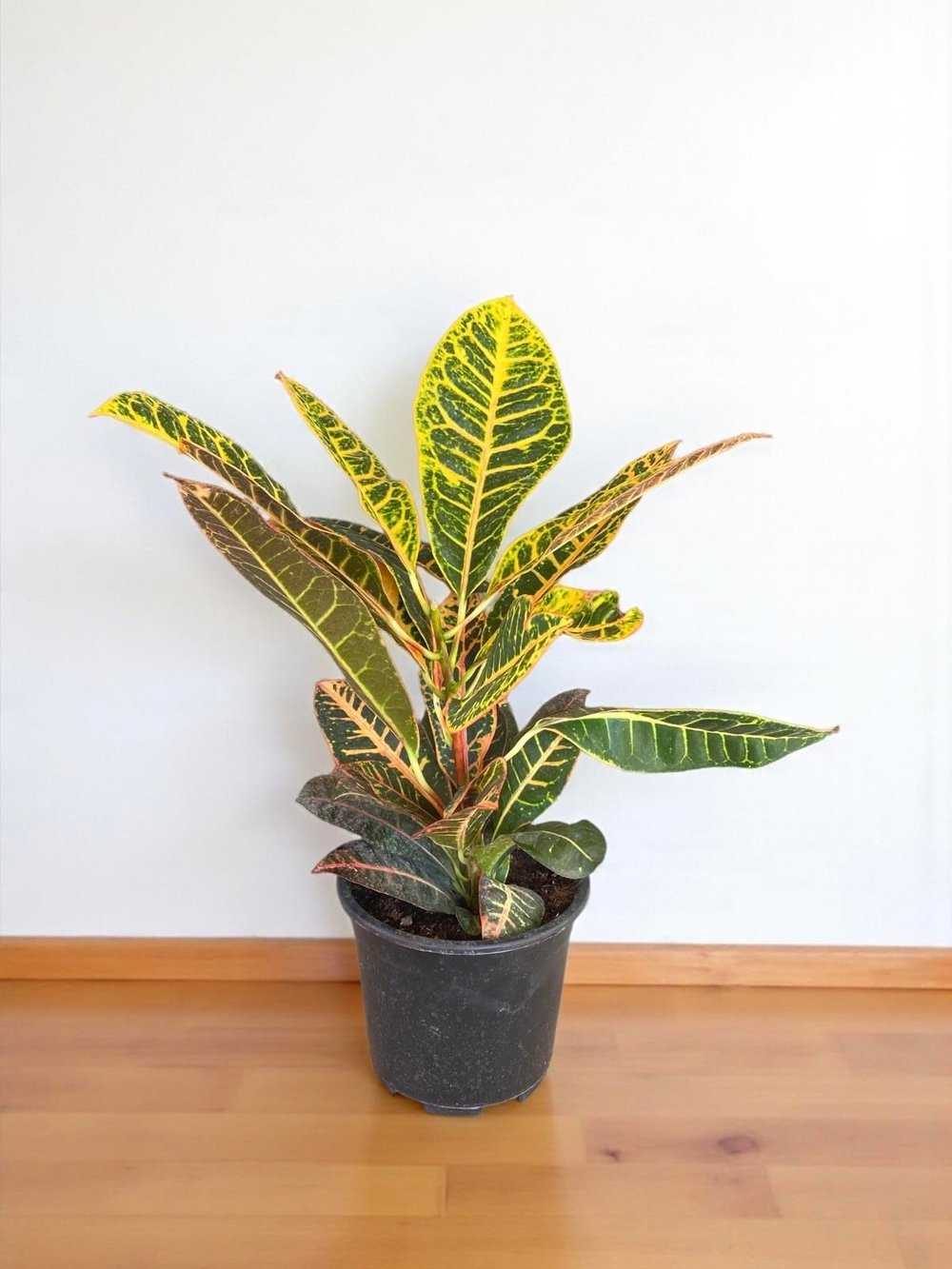 İthal Kraton (Croton Petra) Bitkisi