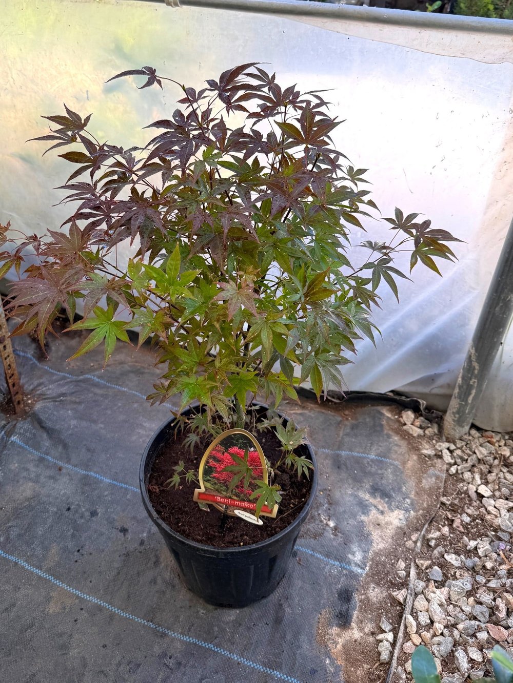 Japon Ters Kırmızı Akçaağaç Bonsai (Acer Palmatum) 60-70 cm – Uzakdoğunun Büyüleyici Sanatı 🍁