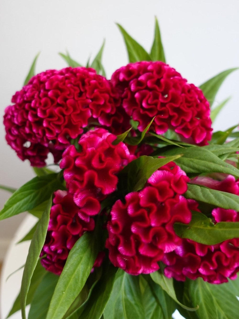 Kadife Çiçeği (Celosia Cristata) – Göz Alıcı Kadifemsi Doku