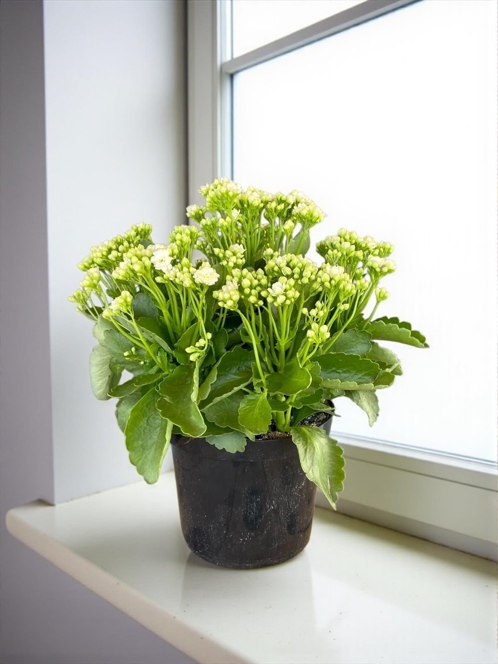 Kalanchoe Çiçeği XL En Büyük Boy  (Kalanşo Çiçeği) Beyaz