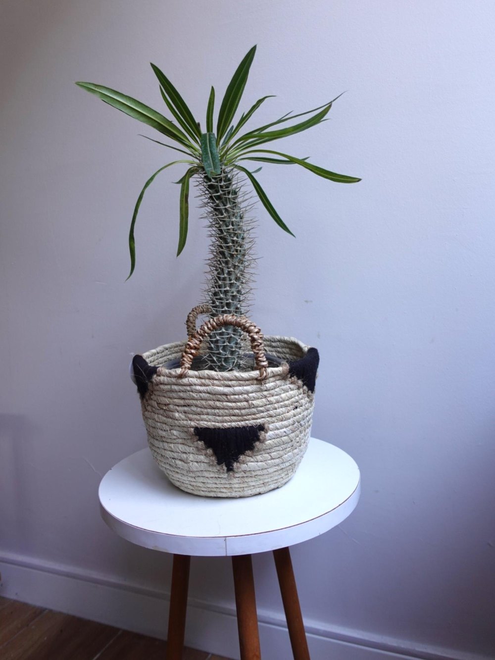 Kalın Gövdeli Tropik Madagaskar Palmiyesi 45-50 cm-Pachypodlum Lamerei